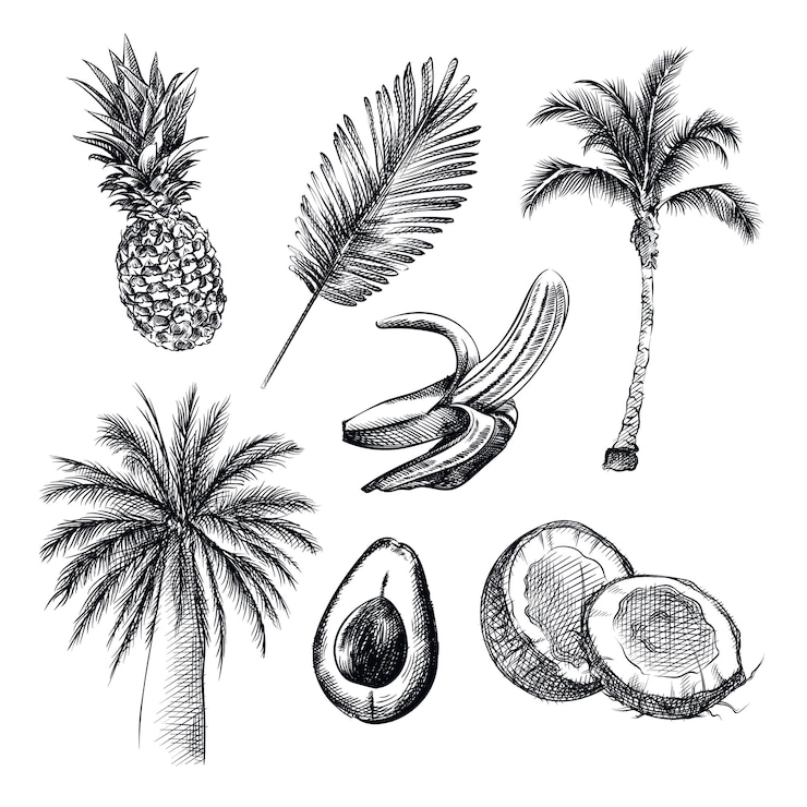 Vecteur croquis dessiné à la main du thème tropique. l'ensemble comprend ananas, palmier, noix de coco, avocat, banane, cocotier