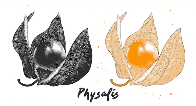 Croquis Dessiné à La Main De Fruits De Physalis