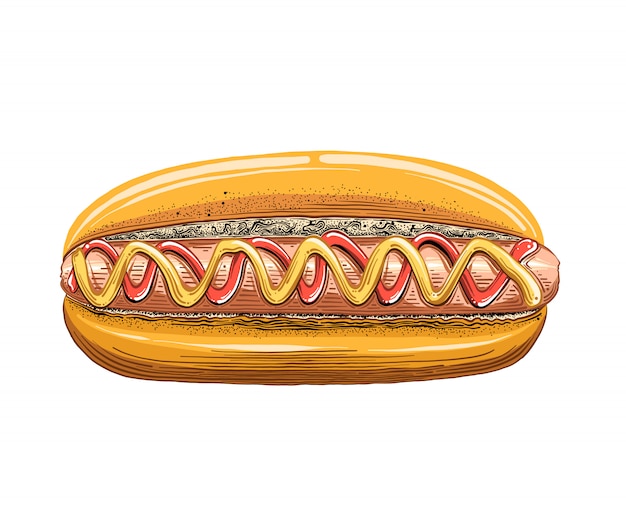 Vecteur croquis dessiné de main de hot-dog en couleur isolé. dessin détaillé de style vintage. illustration vectorielle