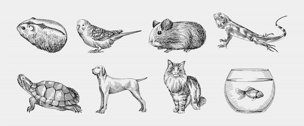 Vecteur croquis dessiné à la main de jeu d'animaux domestiques. l'ensemble se compose de hamster, cochon d'inde, lézard, tortue, chien, chat, aquarium avec poisson, perroquet