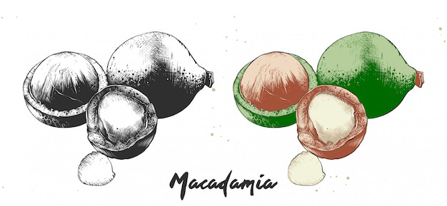 Croquis Dessiné à La Main Des Noix De Macadamia