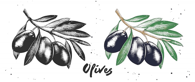 Vecteur croquis dessiné à la main des olives