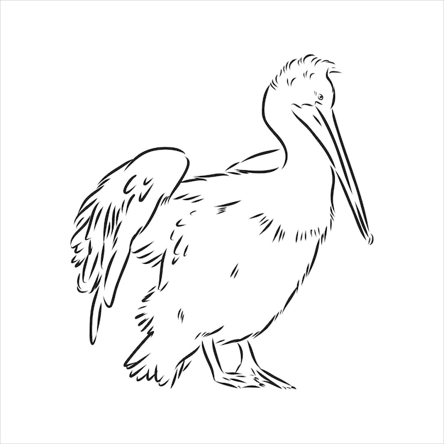 Croquis Dessiné Main De Vecteur D'oiseau Pélican Pélican