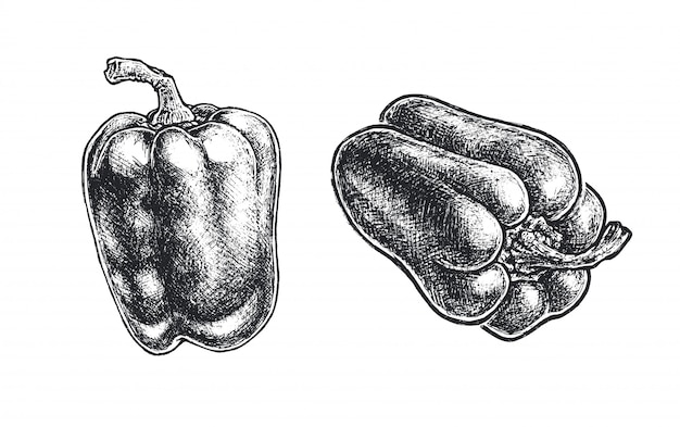 Vecteur croquis dessinés à la main de poivrons. nourriture végétarienne naturelle de style vintage isolée