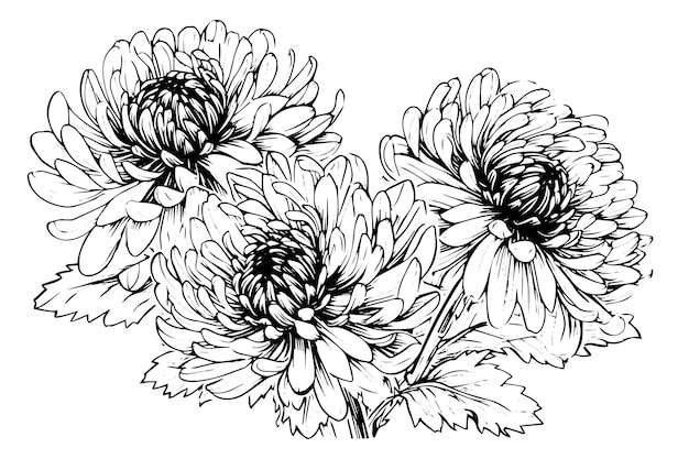 Croquis à L'encre Dessiné à La Main De Chrysanthème Illustration Vectorielle Dans Un Style Vintage De Gravure