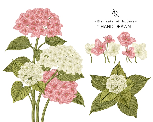 Vecteur croquis ensemble décoratif floral. dessins de fleurs d'hortensia rose et blanc. dessin au trait vintage isolé. illustrations botaniques dessinées à la main.