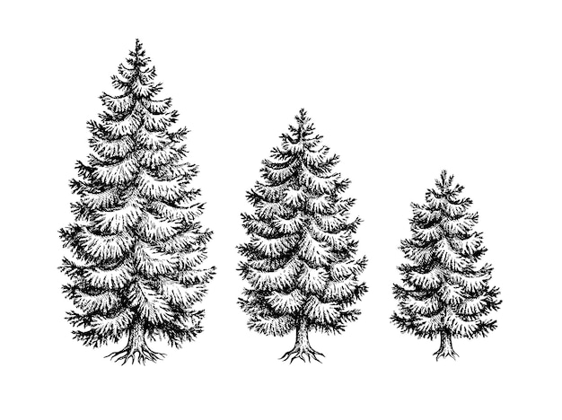 Vecteur croquis d'épicéa de norvège. ensemble de sapins. croquis à l'encre dessinés à la main.