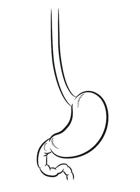 Vecteur croquis, estomac humain, digestion, organe corps