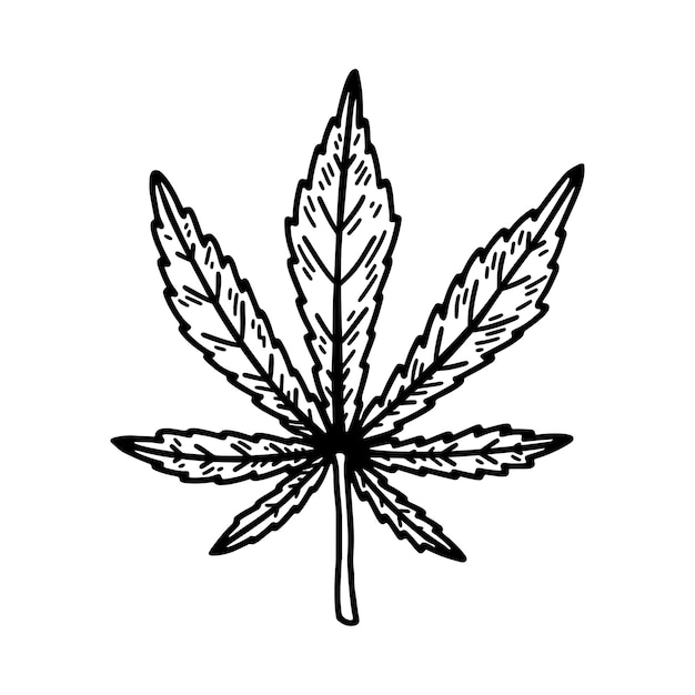 Croquis De Feuille De Cannabis Marijuana Dessin Botanique Illustration Vectorielle Dessinés à La Main