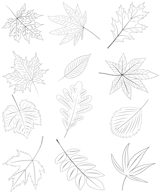 Croquis De Feuilles Sur Fond Blanc Set Vector