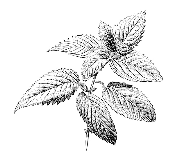 Vecteur croquis de feuilles de menthe plantes dessinées à la main illustration vectorielle