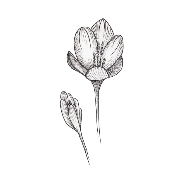 Croquis de fleur. Fleur noire dessinée à la main isolée sur fond blanc.
