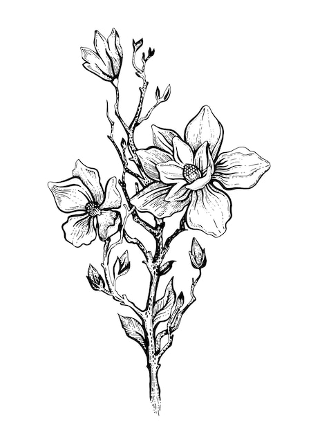 Croquis de fleur de magnolia Vector illustration de ligne noire florale blanche Art de contour de branche de magnolia