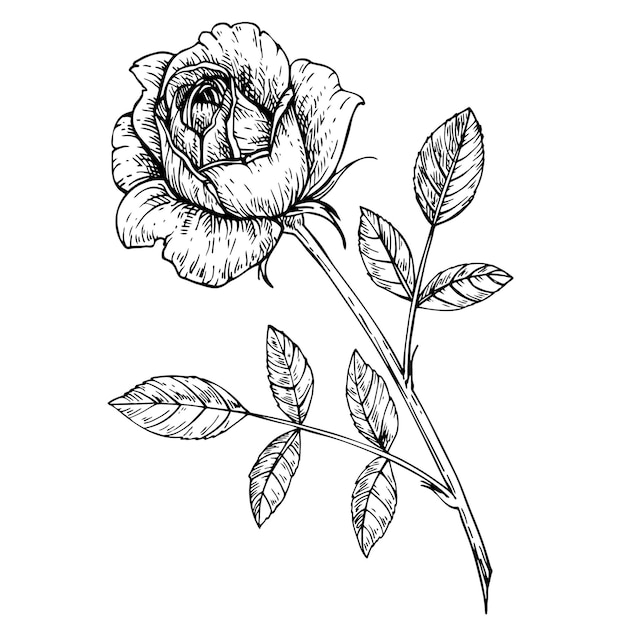 Vecteur croquis de fleur de rose. fleur de croquis à l'encre avec des feuilles sur la tige. illustration graphique dessinée à la main