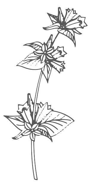 Croquis Floral Illustration Botanique D'une Plante Herbacée Curative