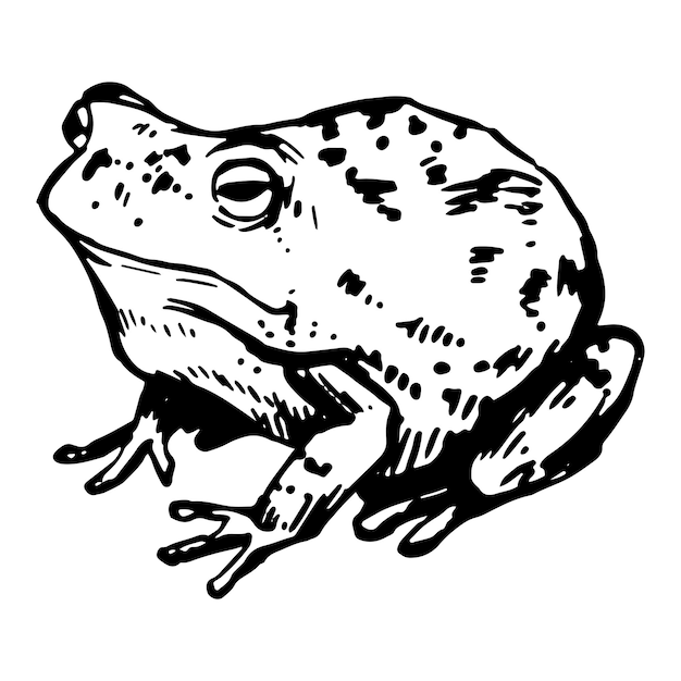 Croquis de grenouille Dessin à l'encre réaliste d'animaux sauvages amphibiens Illustration vectorielle dessinée à la main Clipart rétro pour décor isolé sur blanc