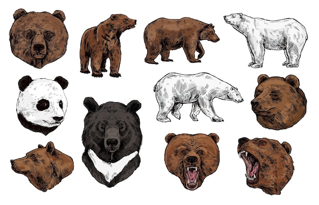 Croquis De Grizzly Et De Panda D'ours Brun Polaire