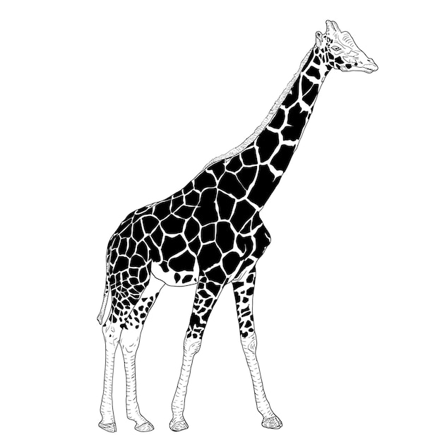 Croquis D'une Haute Girafe Africaine Sur Fond Blanc