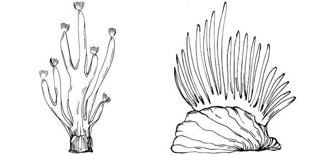 Vecteur croquis isolé de coraux