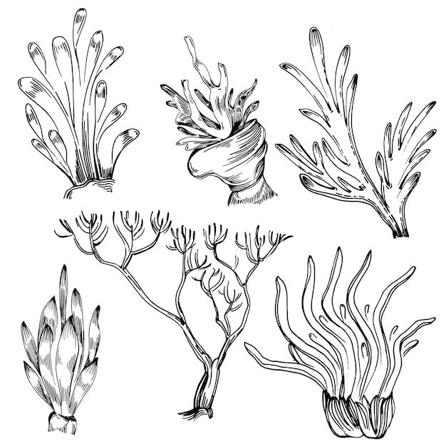 Croquis isolé de coraux