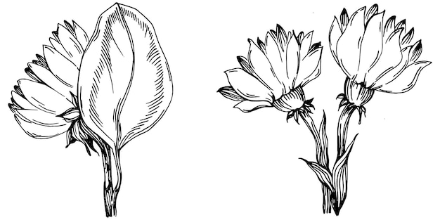 Croquis isolé de tournesol