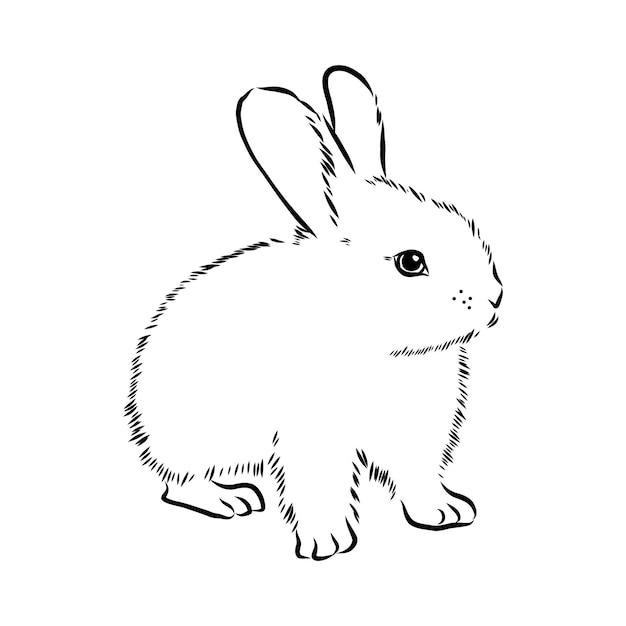 Croquis de lapin Hand drawn vector illustration animal réaliste