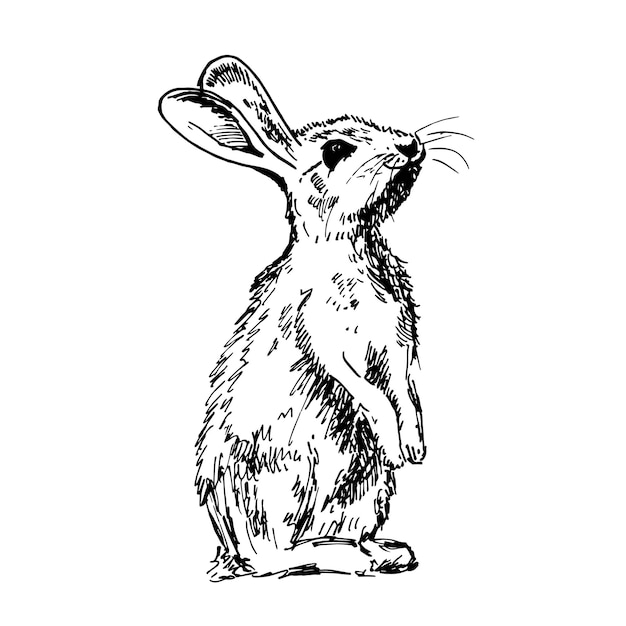 Croquis de lapin lapin style de dessin à la main Symbole de l'année chinoise 2023