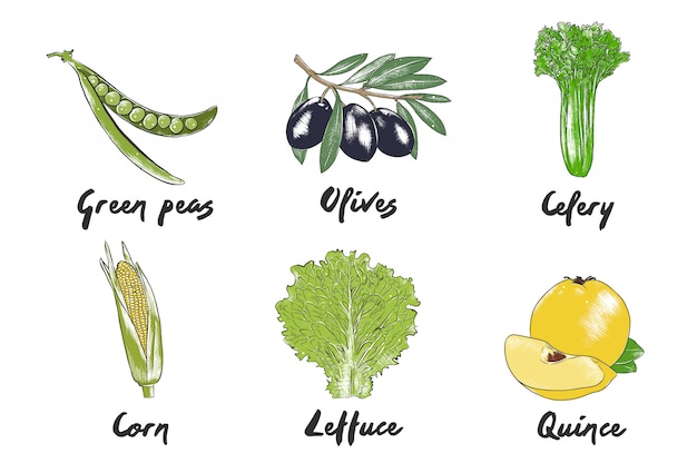 Croquis De Légumes Colorés Dessinés à La Main