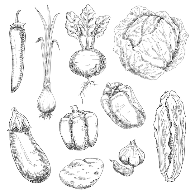 Croquis De Légumes De Ferme Pour Livre De Recettes