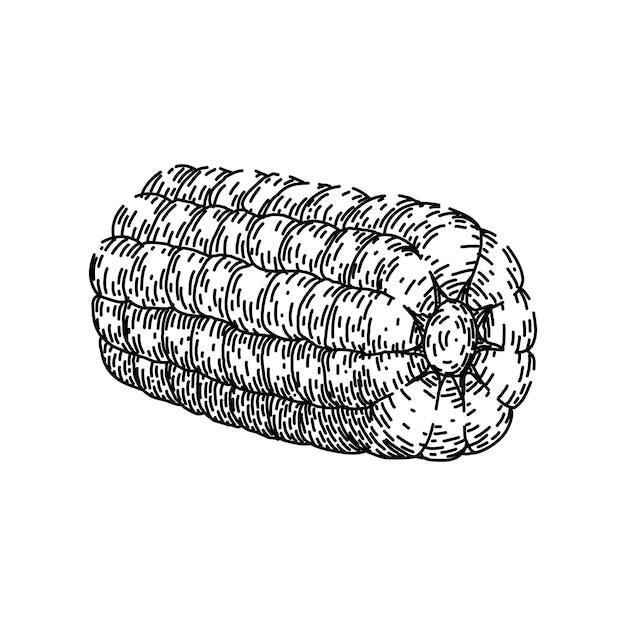Vecteur croquis de maïs épi vecteur dessiné à la main