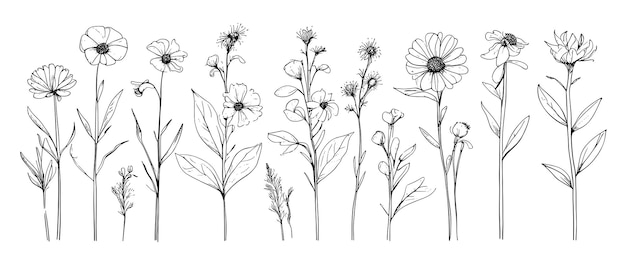 Croquis des mauvaises herbes, des fleurs à base de plantes et des céréales, des éléments de tendance, une collection de fleurs dessinées à la main et