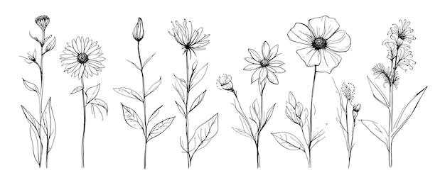 Croquis des mauvaises herbes, des fleurs à base de plantes et des céréales, des éléments de tendance, une collection de fleurs dessinées à la main et