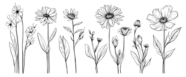 Croquis des mauvaises herbes, des fleurs à base de plantes et des céréales, des éléments de tendance, une collection de fleurs dessinées à la main et