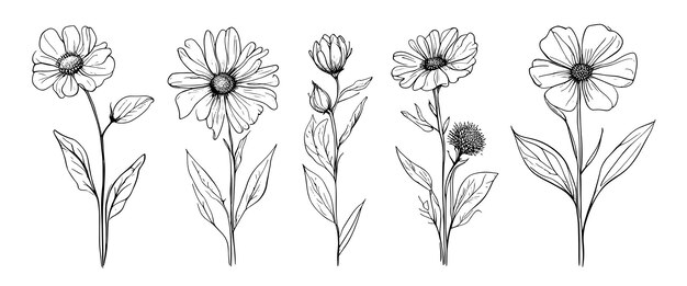 Croquis des mauvaises herbes, des fleurs à base de plantes et des céréales, des éléments de tendance, une collection de fleurs dessinées à la main et