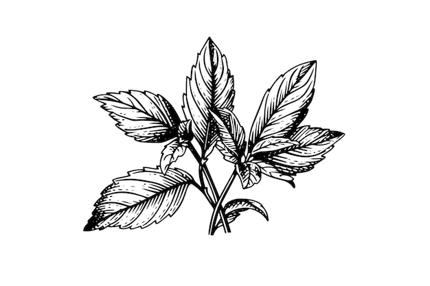 Vecteur croquis de menthe poivrée feuilles de menthe branches et fleurs gravure illustration vectorielle de style