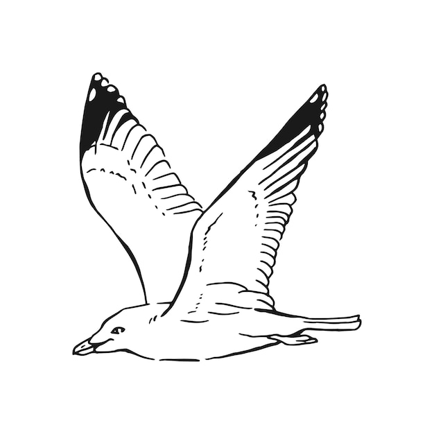 Vecteur croquis de mouettes volantes. illustration dessinée à la main convertie en vecteur. style d'art en ligne isolé sur fond blanc.