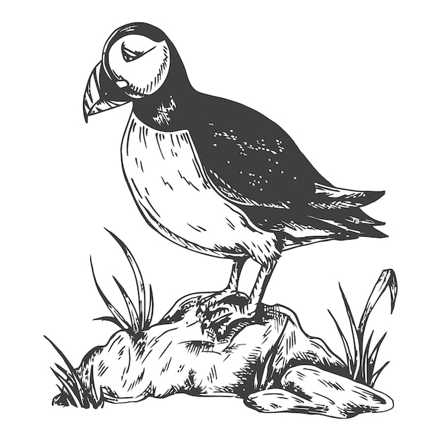 Vecteur croquis d'oiseau macareux illustration vectorielle dessinée à la main