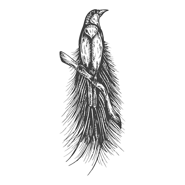 Croquis d'oiseaux tropicaux Illustration vectorielle dessinée à la main