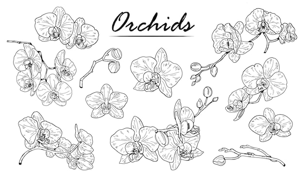 Croquis D'orchidées. Orchidée De Contour Dessiné à La Main.