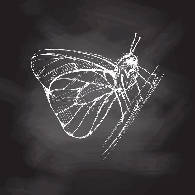 Croquis de papillon dessiné à la main Doodle d'insecte monochrome sur fond de tableau