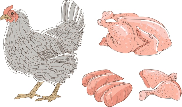 Vecteur croquis de poulet de poule poulet cru frais et morceaux de poulet isolés sur fond blanc cuisses de filet de poitrine