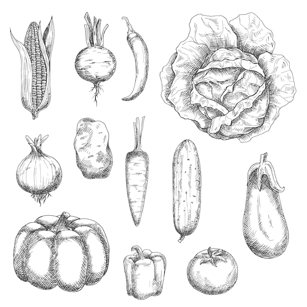 Croquis Rétro De Légumes Du Jardin