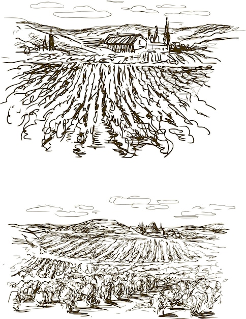 Croquis De Terres à Raisins