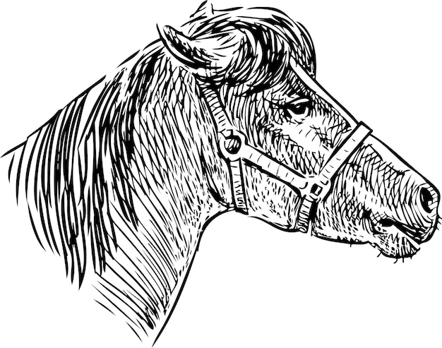 Un Croquis De La Tête D'un Cheval Dans Un Harnais