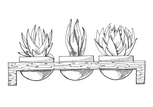 Croquis De Trois Plantes Succulentes En Pots Sur Un Support En Bois. Illustration D'un Style D'esquisse.