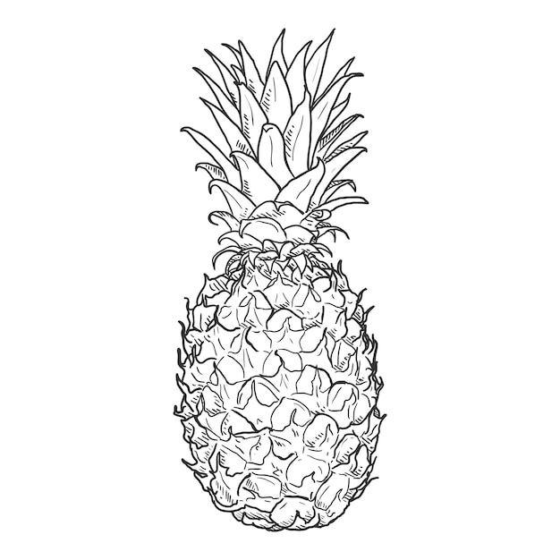 Croquis De Vecteur D'ananas Entier