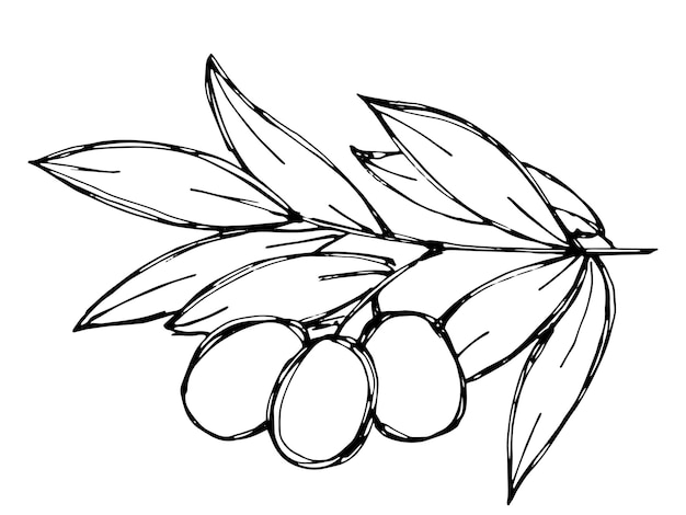 Croquis de vecteur de branche d'olivier Clipart d'olive dessiné à la main Illustration de nourriture écologique