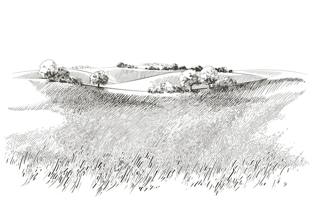 Vecteur croquis de vecteur champ d'herbe verte sur de petites collines. prairie, alcali, lessive, prairie, pommeau, lea, pâturage, ferme. paysage rural paysage paysage de pâturages de campagne. illustration