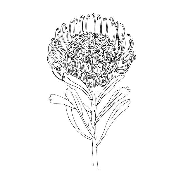 Croquis De Vecteur De Protea De Fleurs Par Ligne Sur Un Décor De Fond Blanc