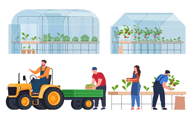 Vecteur culture de produits en serre agriculture écologique produits frais utiles illustration vectorielle